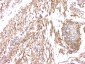 Anti-Cystatin C/CST3 Antibody Picoband™ (monoclonal, 4H8)